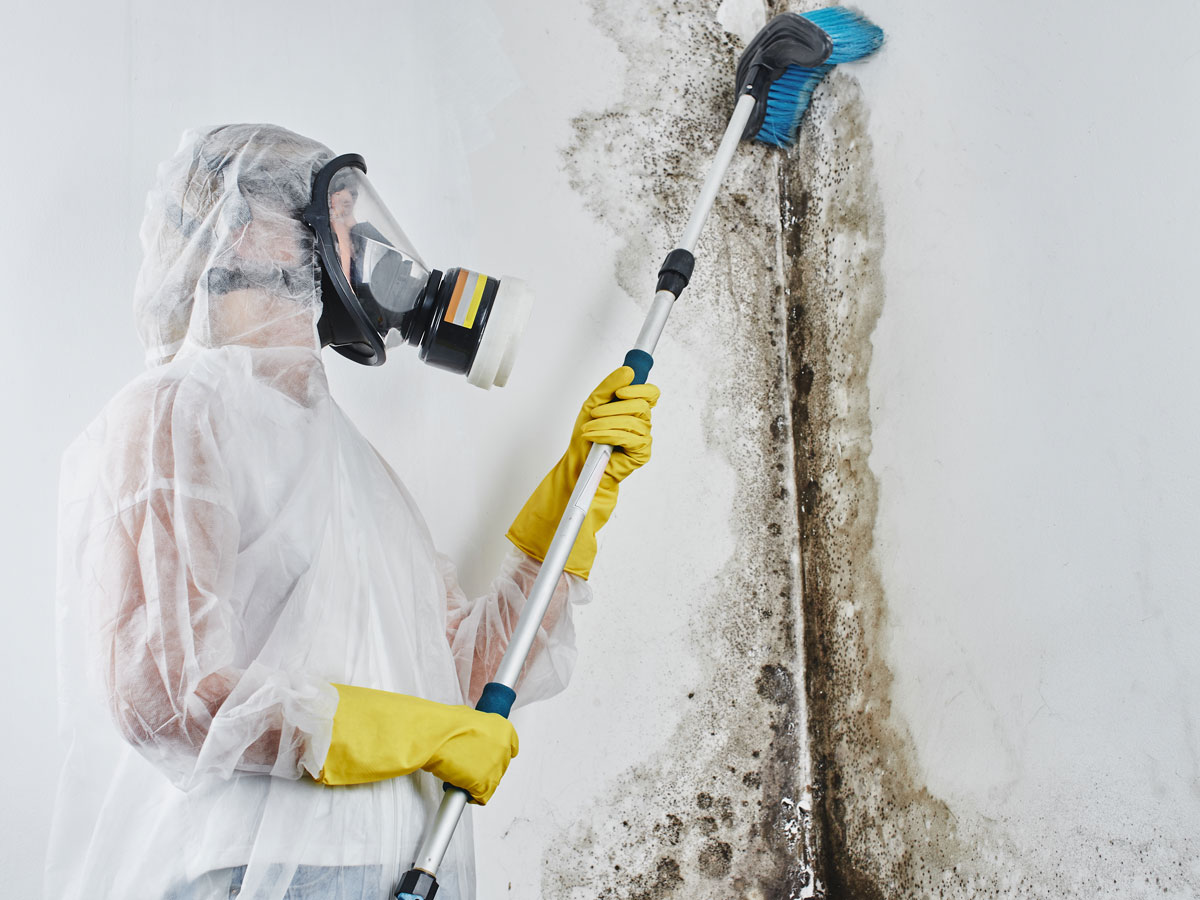 mould removal company Sydney