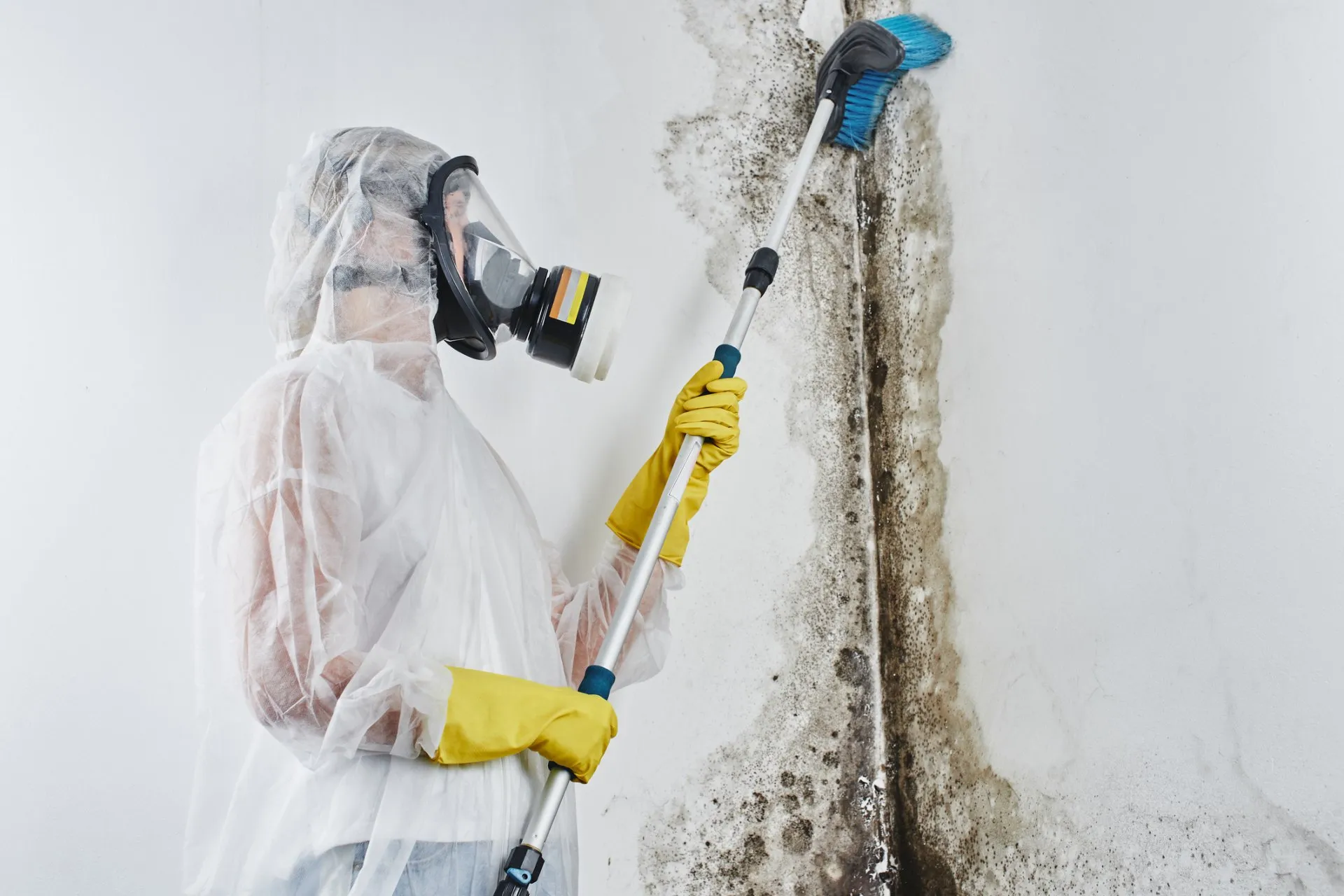 mould removal services Sydney