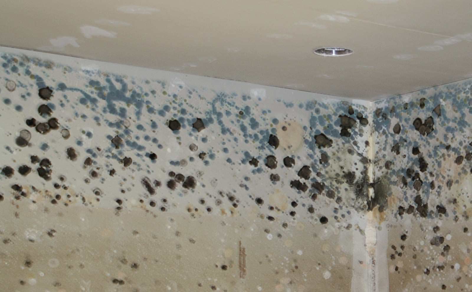 mould treatment Sydney